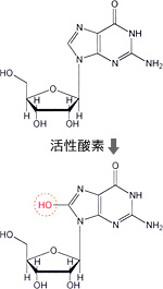 部位別ガン関連遺伝子（主要なもの）