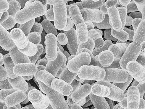 腸内フローラ（細菌叢）の構成