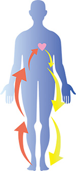 心血管エクササイズ