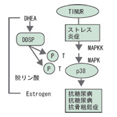 DHEA（デヒドロエピアンドロステロン）