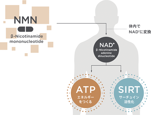 NMNから変換されるNAD+は、加齢に伴い減少することが知られています