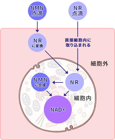 NADを効率的に増やす方法